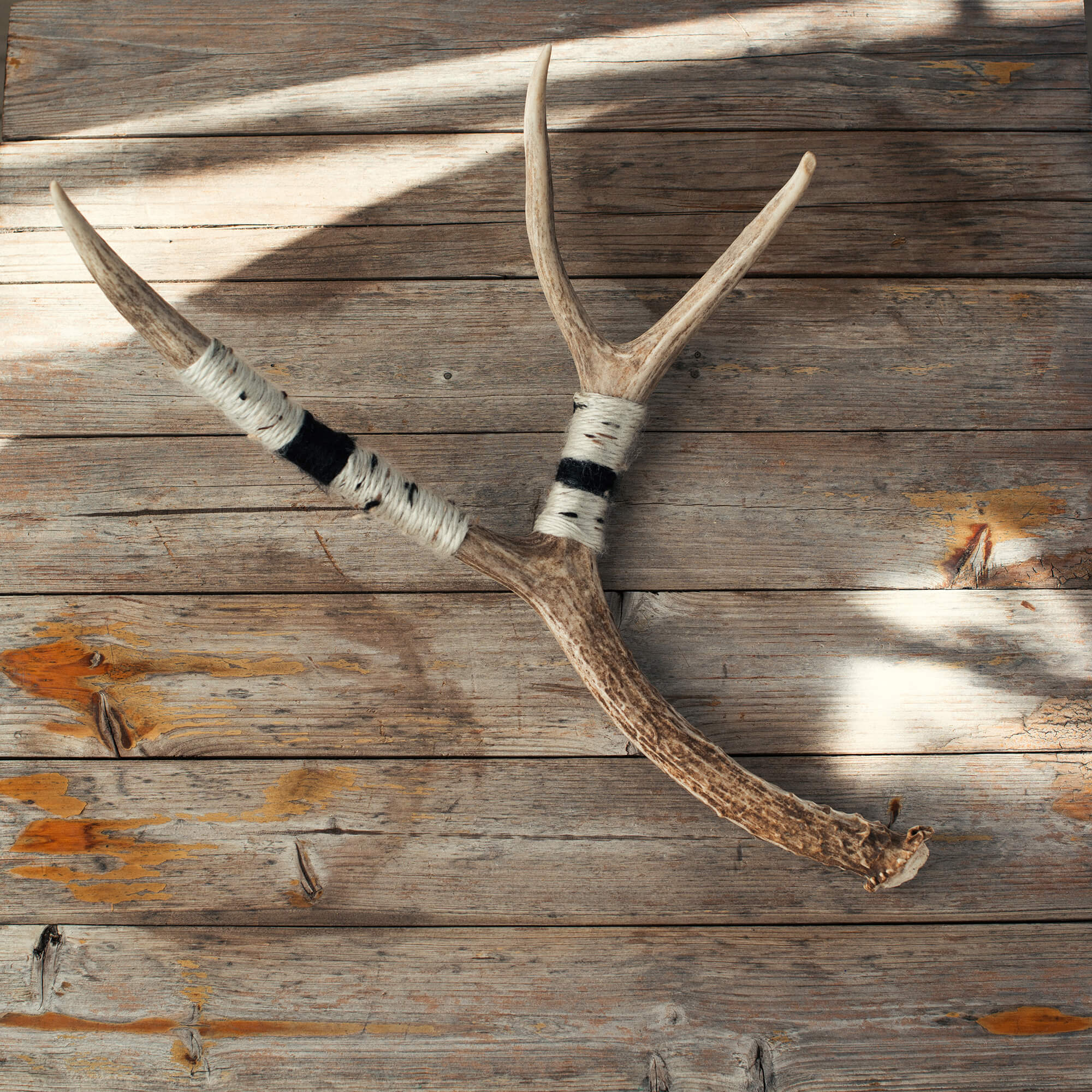 Medium Deer Antler