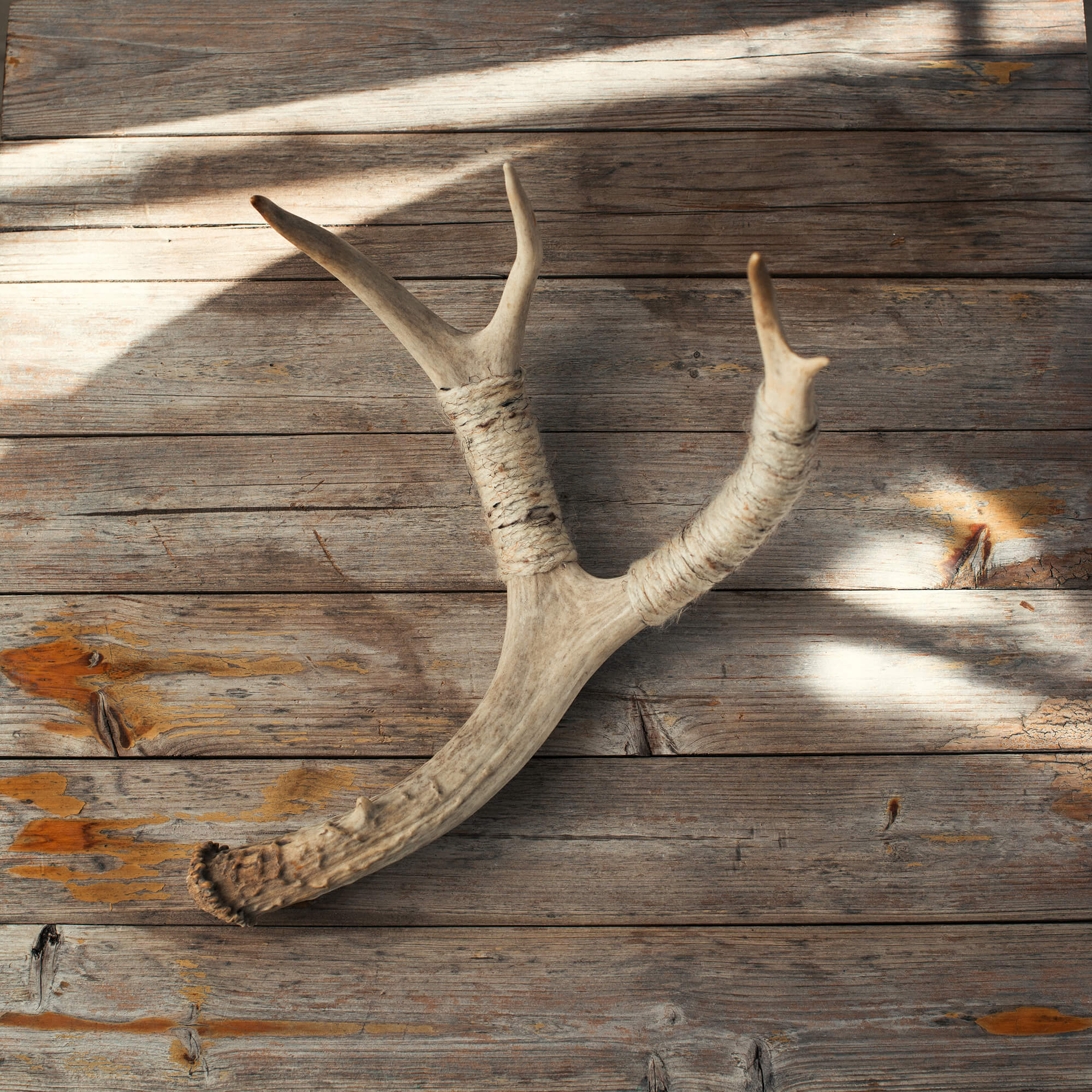 Medium Deer Antler
