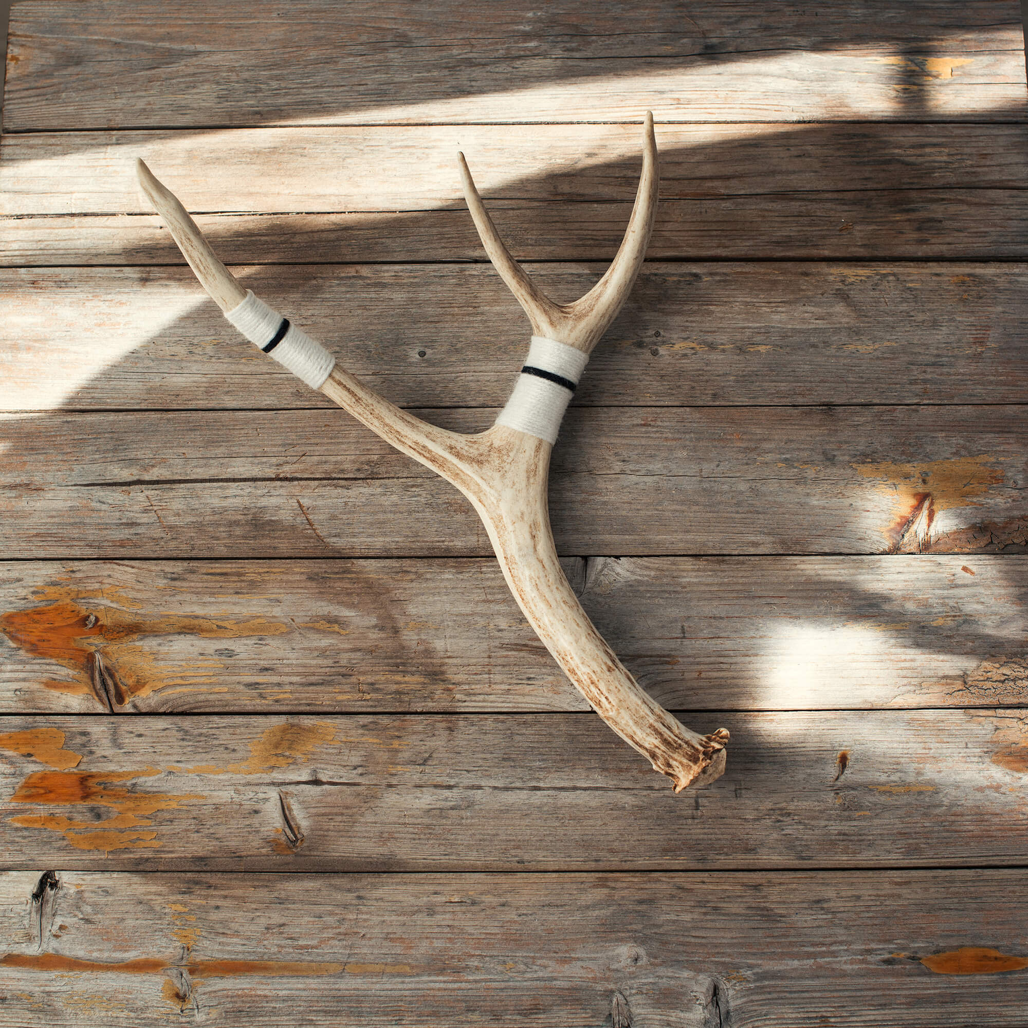 Medium Deer Antler