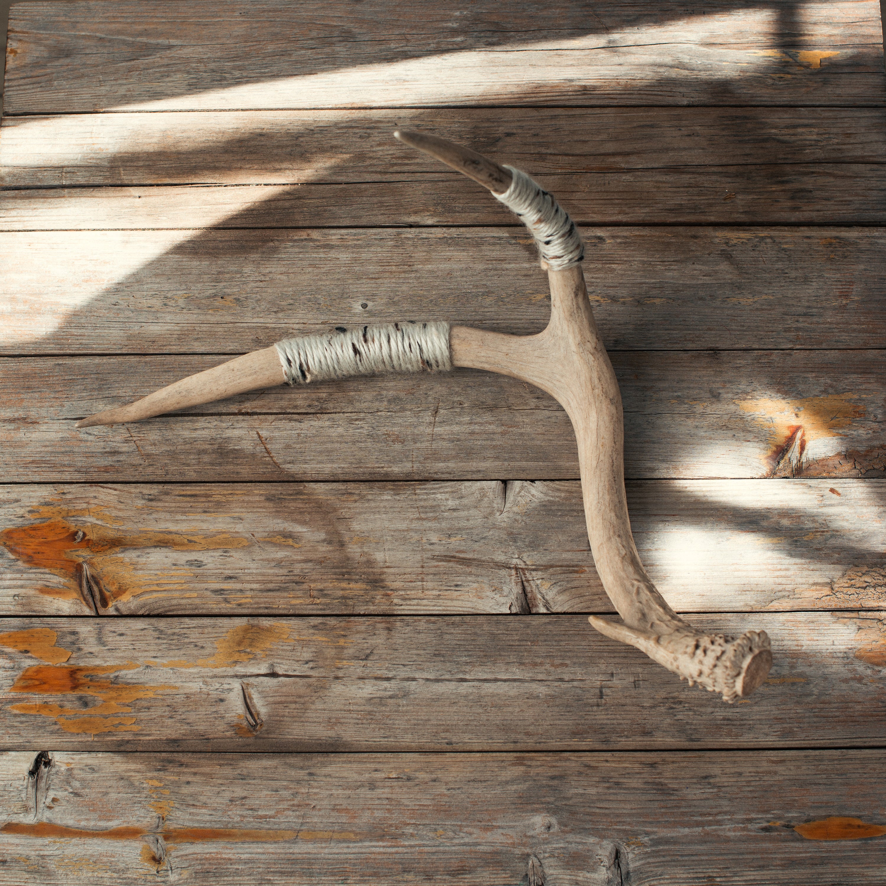Small Deer Antler