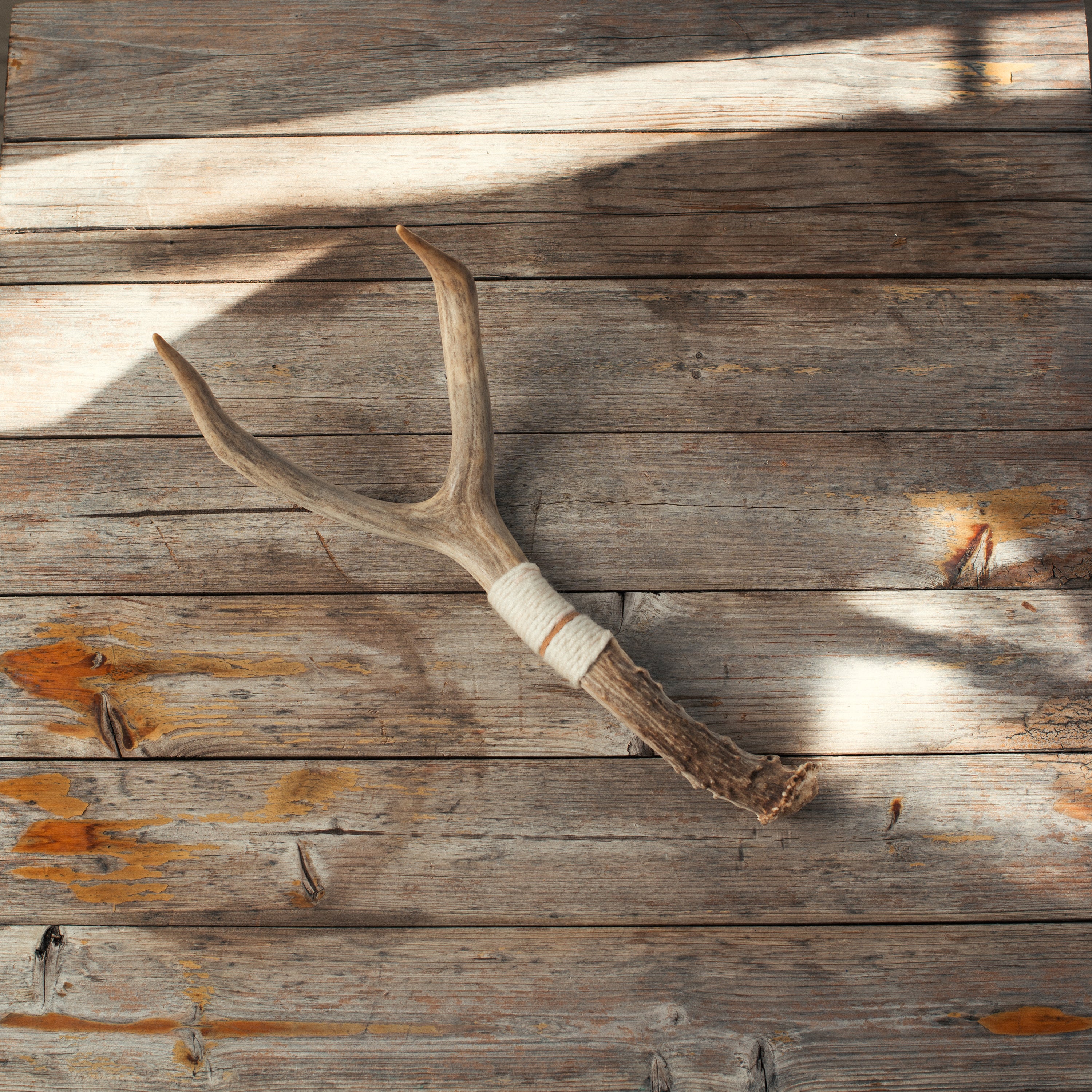 Small Deer Antler
