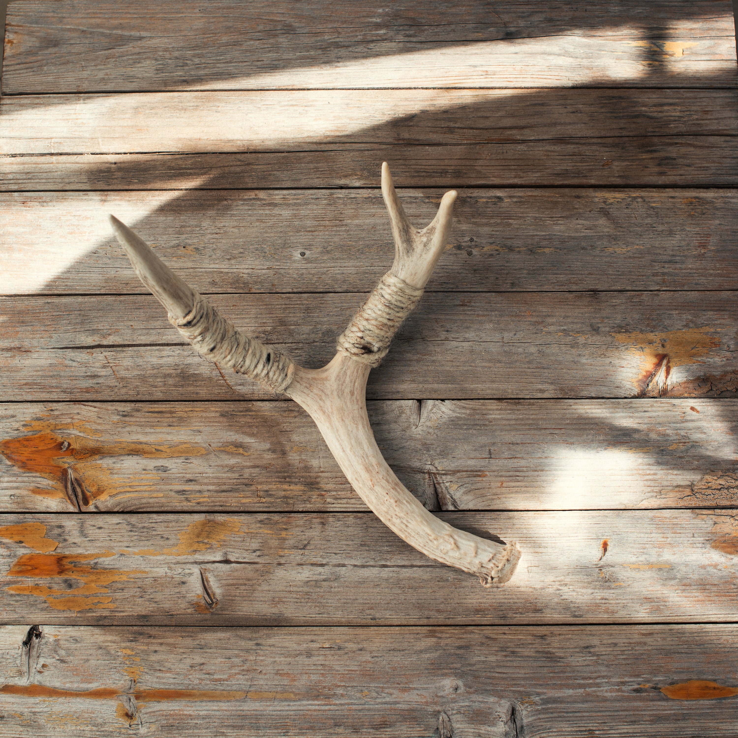 Small Deer Antler