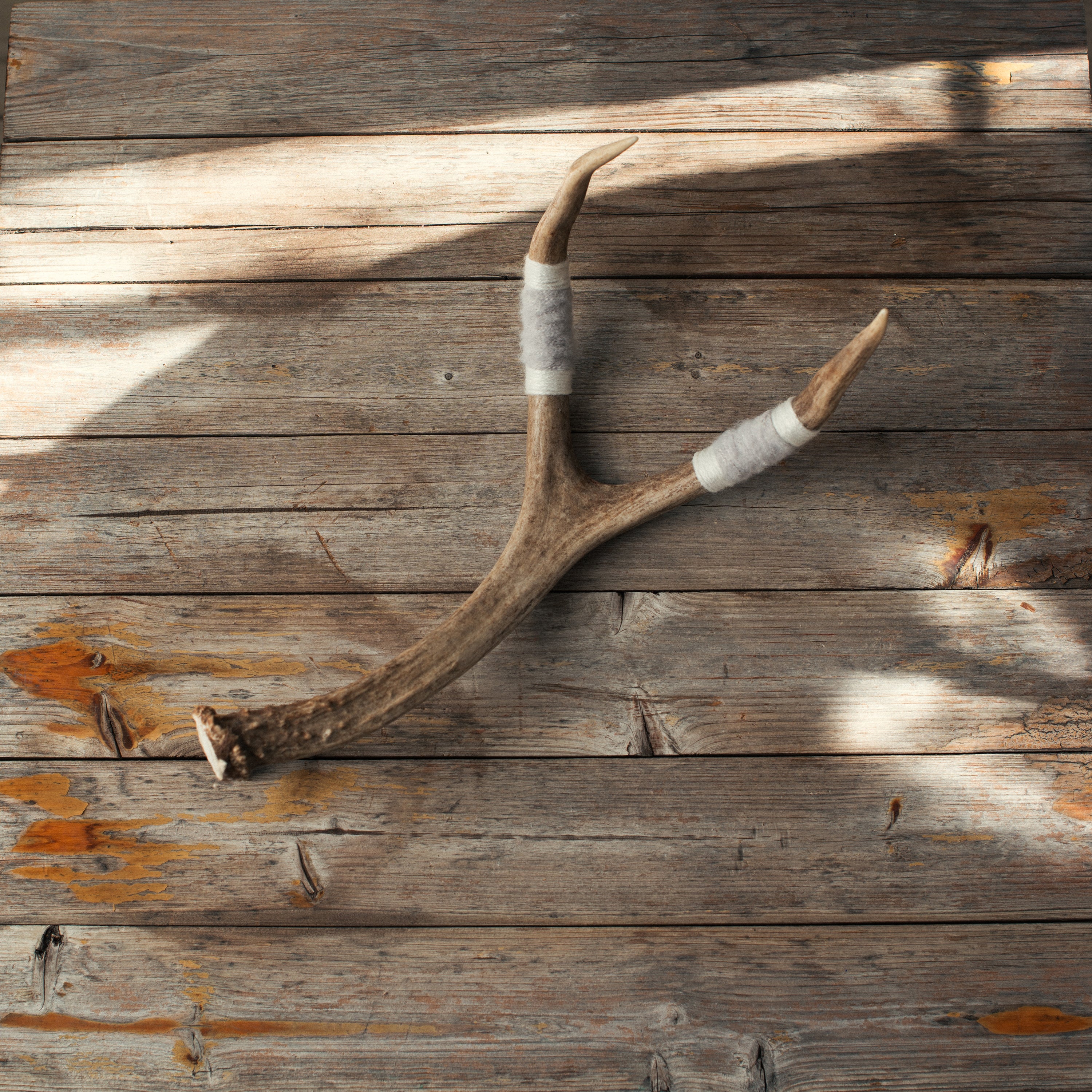 Small Deer Antler