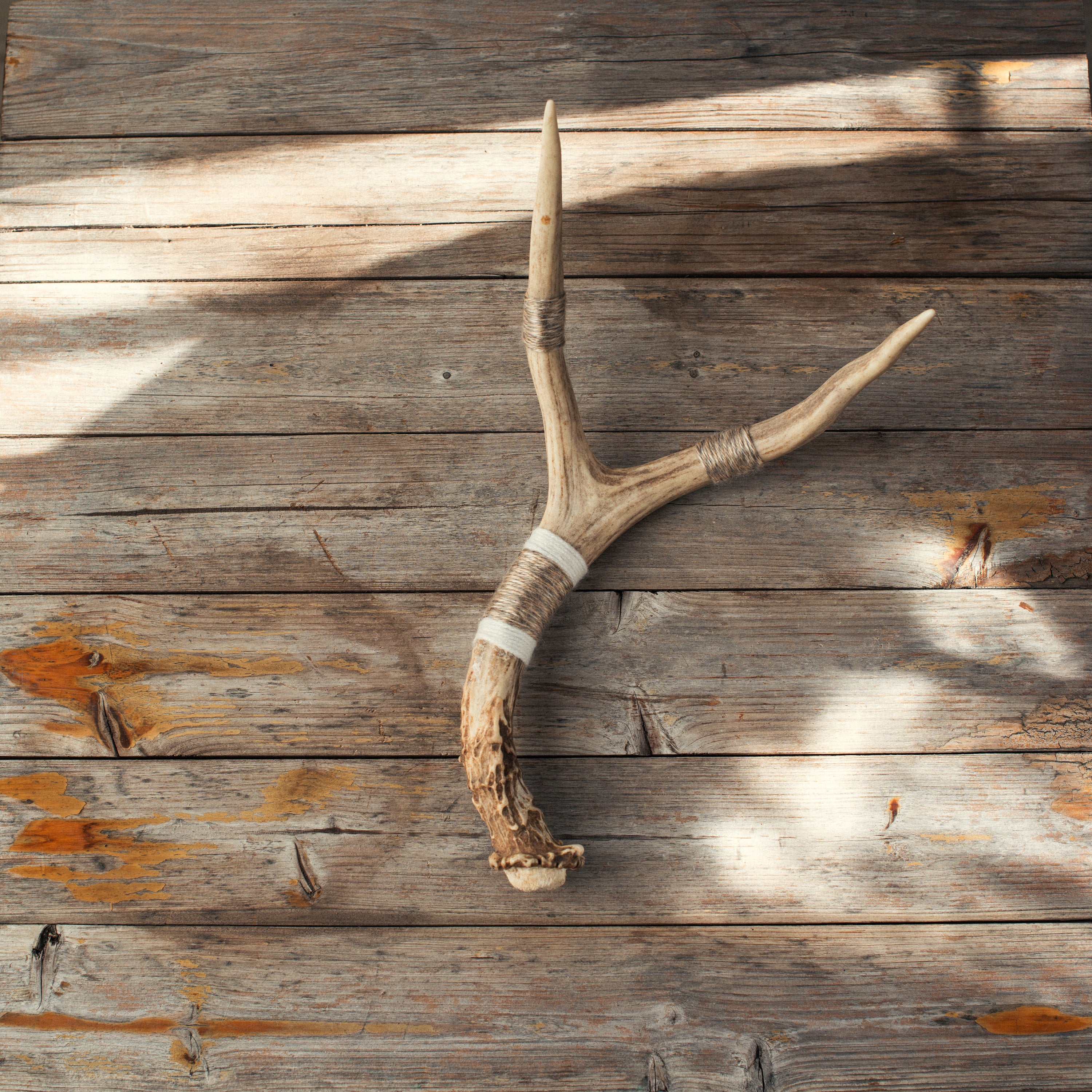 Small Deer Antler